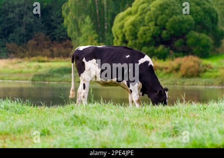 Holstein friesian Rinder. Eine schwarz-weiße Kuh gräbt auf einer grünen Weide. Stockfoto