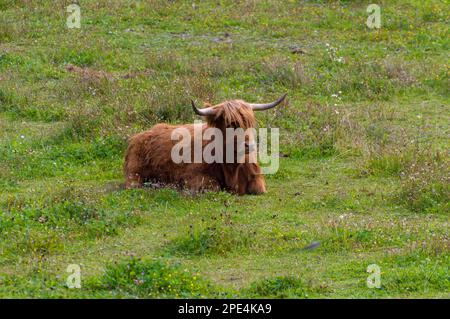 Highland-Kuh auf einem Feld. Highland-Rinder. Eine braune, haarige Kuh liegt auf einer natürlichen Weide inmitten von Blumen. Grüne Wiese. Gehörnte Kuh. Stockfoto