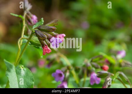 Pulmonaria officinalis, gebräuchliche Namen Lungenkraut, gewöhnlicher Lungenkraut, Marys Tränen oder unsere Lady's Milk Tropfen, ist ein krautiges, rhizomatöses, immergrünes Dauergrünland Stockfoto