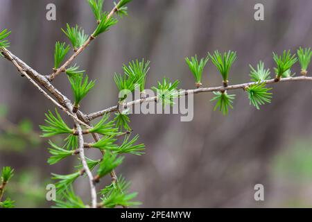 Ein junger Zweig einer blühenden Lärche an einem sonnigen Frühlingstag. Stockfoto