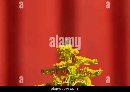 Wespen trinken Nektar auf Goldstange. Roter Hintergrund. Sonniger Sommertag. Gelbe Blume. Stockfoto