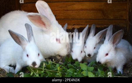 Weibliches Kaninchen der kalifornischen Rasse und seine Brut Stockfoto