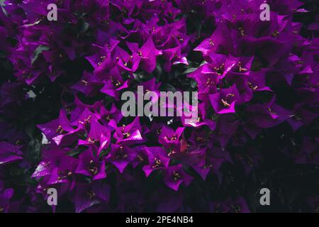 Magenta Bougainvillea Papierblumen. Kräftiges Violett. Dunkelgrüne Blätter. Mehrjährige Blumen. Lila Blütenblätter. Dunkle Atmosphäre mit kräftigen Farben. Stockfoto