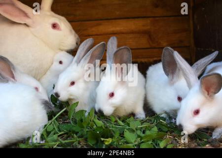 Weibliches Kaninchen der kalifornischen Rasse und seine Brut Stockfoto