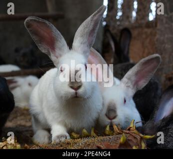 Ein erwachsenes Kaninchen der kalifornischen Rasse Stockfoto