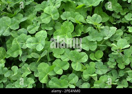 Auf dem Frühlingsfeld wächst junger Klee Stockfoto
