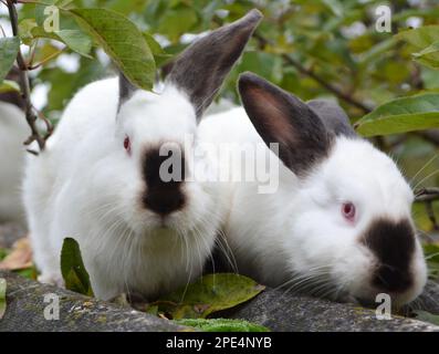 Ein erwachsenes Kaninchen der kalifornischen Rasse Stockfoto