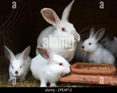 Weibliches Kaninchen der kalifornischen Rasse und seine Brut Stockfoto