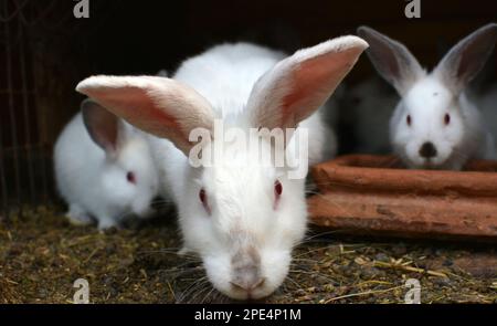 Weibliches Kaninchen der kalifornischen Rasse und seine Brut Stockfoto