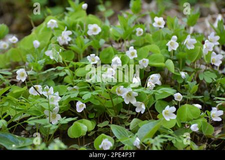 In der Wildnis des Waldes blühen die ersten Frühlingsblumen von Oxalis acetosella Stockfoto