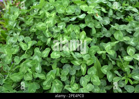 Auf dem Frühlingsfeld wächst junger Klee Stockfoto