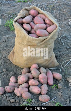 Kartoffeln werden in einem Beutel auf dem Feld geerntet Stockfoto