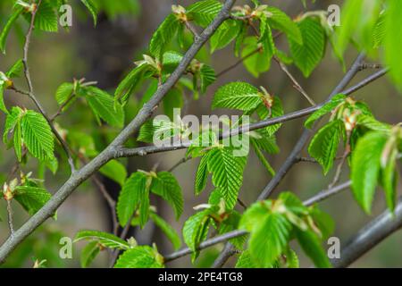 Blühender Hornbalken, Carpinus betulus. Blüten und junge Hornbalkenblätter auf dem Hintergrund von Stämmen und Zweigen. Stockfoto
