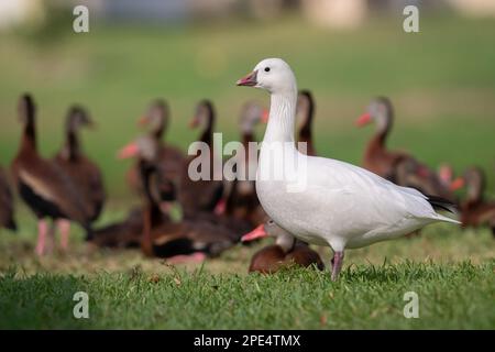 Eine außer Reichweite stehende Ross's Gans hängt mit schwarzen Pfeifenten in Cocoa, Brevard County, Florida ab. Stockfoto