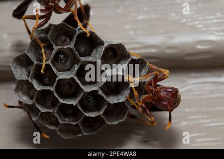 Papierwespen sind Vespid-Wespen, die Fasern aus totem Holz und Pflanzenstämmen sammeln. Papierwaschnest mit Larvea im Inneren, wobei Erwachsene Wespen das Nest bewachen! Stockfoto