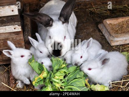 Weibliches Kaninchen der kalifornischen Rasse und seine Brut Stockfoto