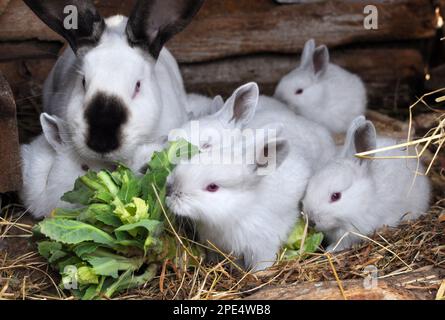 Weibliches Kaninchen der kalifornischen Rasse und seine Brut Stockfoto