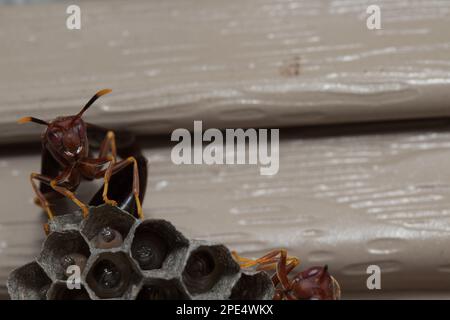 Papierwespen sind Vespid-Wespen, die Fasern aus totem Holz und Pflanzenstämmen sammeln. Papierwaschnest mit Larvea im Inneren, wobei Erwachsene Wespen das Nest bewachen! Stockfoto