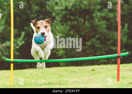 Der Hund trainiert Agility Course im Hinterhof und springt über die Hürde Stockfoto