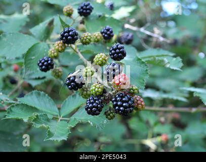 Auf dem Astbüsch reifen die Brombeeren (Rubus fruticosus) Stockfoto