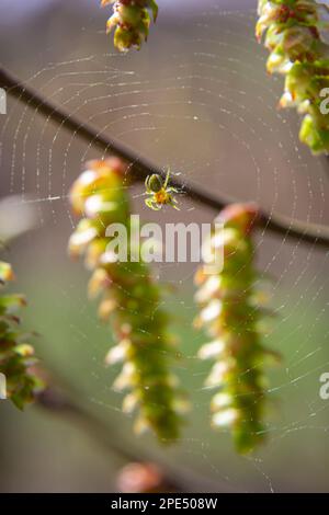 Eine kleine Spinne auf einem Spinnennetz, auf einem Zweig Hornbalken mit einer Blume. Frühling, in der natürlichen Umgebung Stockfoto