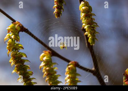 Eine kleine Spinne auf einem Spinnennetz, auf einem Zweig Hornbalken mit einer Blume. Frühling, in der natürlichen Umgebung Stockfoto