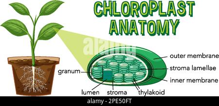 Schaubild zur Chloroplast-Anatomie für die Biologie- und Biowissenschaftsausbildung Stock Vektor