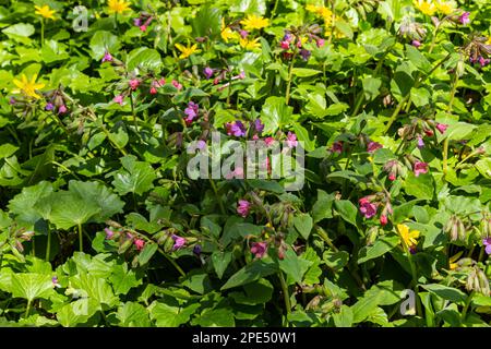 Pulmonaria officinalis, gebräuchliche Namen Lungenkraut, gewöhnlicher Lungenkraut, Marys Tränen oder unsere Lady's Milk Tropfen, ist ein krautiges, rhizomatöses, immergrünes Dauergrünland Stockfoto