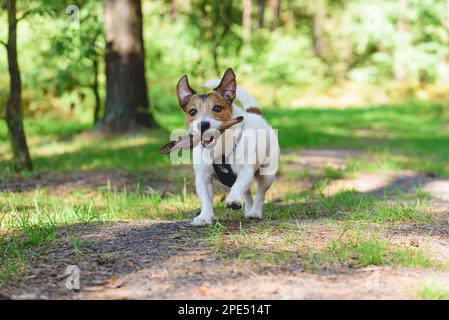 Ein Hund im wilden Wald, der an einem sonnigen Sommertag mit einem Holzstock auf dem Wanderweg spielt Stockfoto