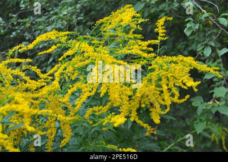 Solidago canadensis blüht im Spätsommer wild in der Natur Stockfoto