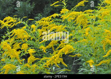 Solidago canadensis blüht im Spätsommer wild in der Natur Stockfoto