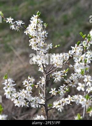 Im Frühling blüht in der Wildnis der Busch des Schwarzdorns Stockfoto