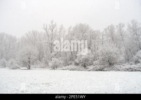 Winterbeginn in Meerbusch, Nordrhein-Westfalen. Starker Schneefall in einem Naturschutzgebiet, Ilvericher Altrheinschlinge nahe Düsseldorf. Stockfoto