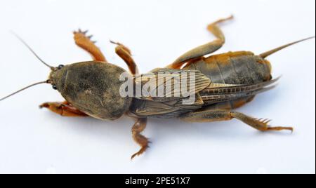 Ein Insektenschädling Gryllotalpa gryllotalpa, der viele Pflanzen im Boden schädigt Stockfoto