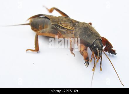 Ein Insektenschädling Gryllotalpa gryllotalpa, der viele Pflanzen im Boden schädigt Stockfoto