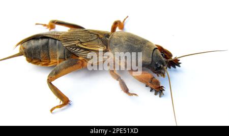 Ein Insektenschädling Gryllotalpa gryllotalpa, der viele Pflanzen im Boden schädigt Stockfoto