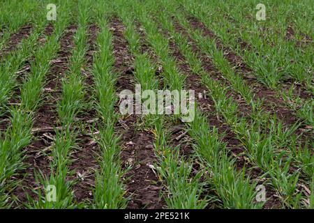 Reihen grüner junger Triebe, das Konzept der Landwirtschaft, Weizen- oder Roggenfelder. Stockfoto