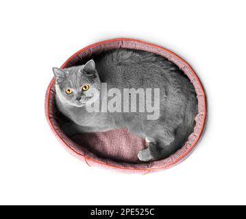 Die britische Katze liegt in einem weichen Haustierbett und schaut auf die Kamera auf weißem Hintergrund, Haustierzubehör. Stockfoto