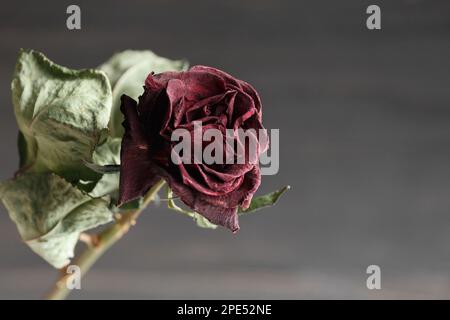 Getrocknete Rosenblume auf schwarzem Hintergrund. Nahaufnahme einer toten roten Rose. Der Begriff Einsamkeit oder Alter. Traurigkeit, unglückliche Liebe. Stockfoto