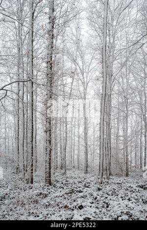 Winterbeginn in Meerbusch, Nordrhein-Westfalen. Starker Schneefall in einem Naturschutzgebiet, Ilvericher Altrheinschlinge nahe Düsseldorf. Stockfoto