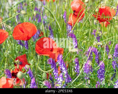 Roter Maismohn, Papaver rhoeas, auf einer Wiese Stockfoto