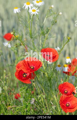 Roter Mohn, Papaver rhoeas, am Rande des Feldes Stockfoto