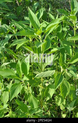 Die Jerusalem-Artischocke (Helianthus tuberosus) wächst auf offenem Boden im Garten Stockfoto