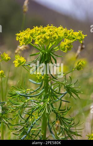 Zypressenspurz - Euphorbia cyparissias Spring blühendes Kraut. Stockfoto