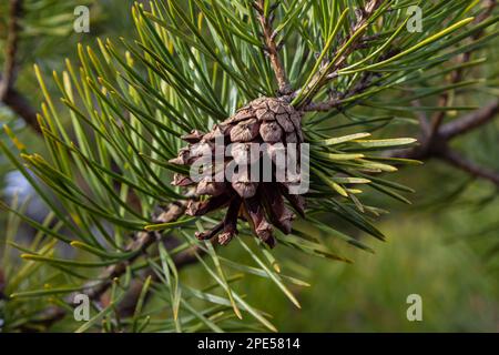 Pinienzapfen auf Zweigen mit Nadeln auf dem Baum im Wald. Stockfoto