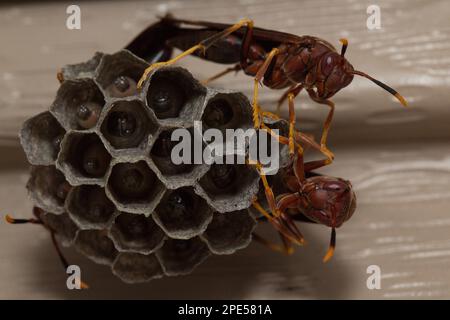 Papierwespen sind Vespid-Wespen, die Fasern aus totem Holz und Pflanzenstämmen sammeln. Papierwaschnest mit Larvea im Inneren, wobei Erwachsene Wespen das Nest bewachen! Stockfoto