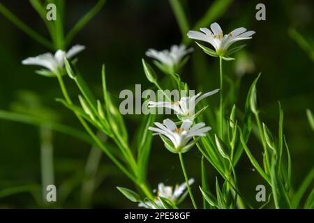 Stellaria Holostea. Zarte Waldblumen des Hühnergras, Stellaria holostea oder echte Sternmiere. Blumenhintergrund. Weiße Blüten auf einem Naturgr Stockfoto