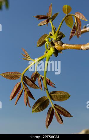 Walnussbaum in Blüte, männliche Blüten auf Ästen. Walnussbaum in Blüte, männliche Blüten auf Ästen. Sonniger Tag, blauer Himmel, Frühling. Stockfoto