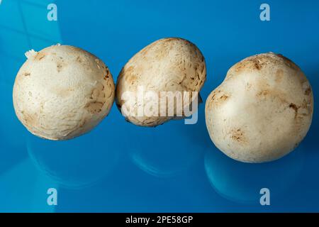 Frische Champignon-Pilze auf blauem Hintergrund Stockfoto