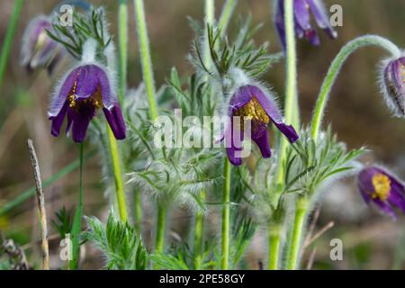 Pulsatilla patens. Pulsatilla osterblume auf der Wiese. Blühende Pulsatilla pratensis. Flauschiges lila Frühlingsblumen Traumgras. Primrose während der Stockfoto